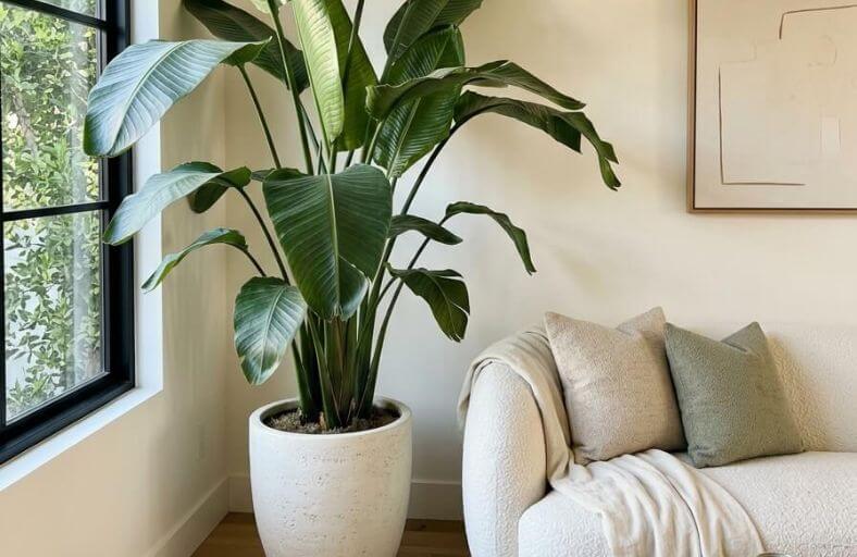 12 Simple Tips to Arrange Plants in a Living Room That Always Looks Fresh Tips to Arrange Plants in a Living Room